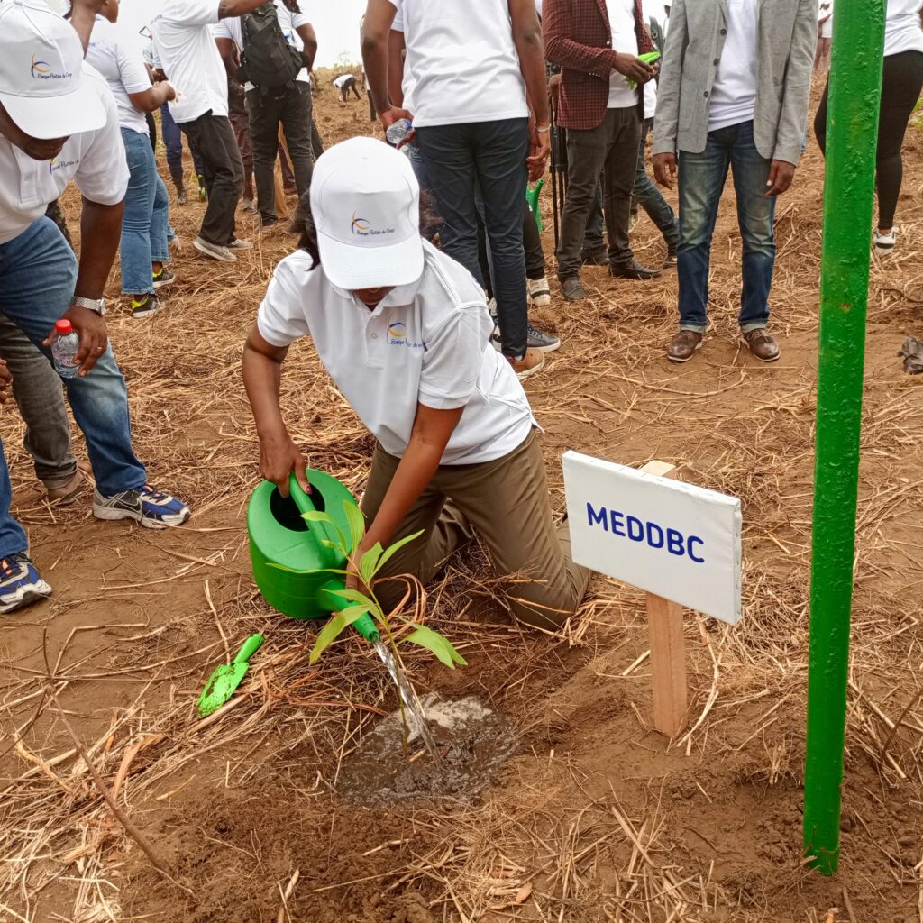 Environnement : 11000 essences d'acacias plantées à Bambou-Mingali